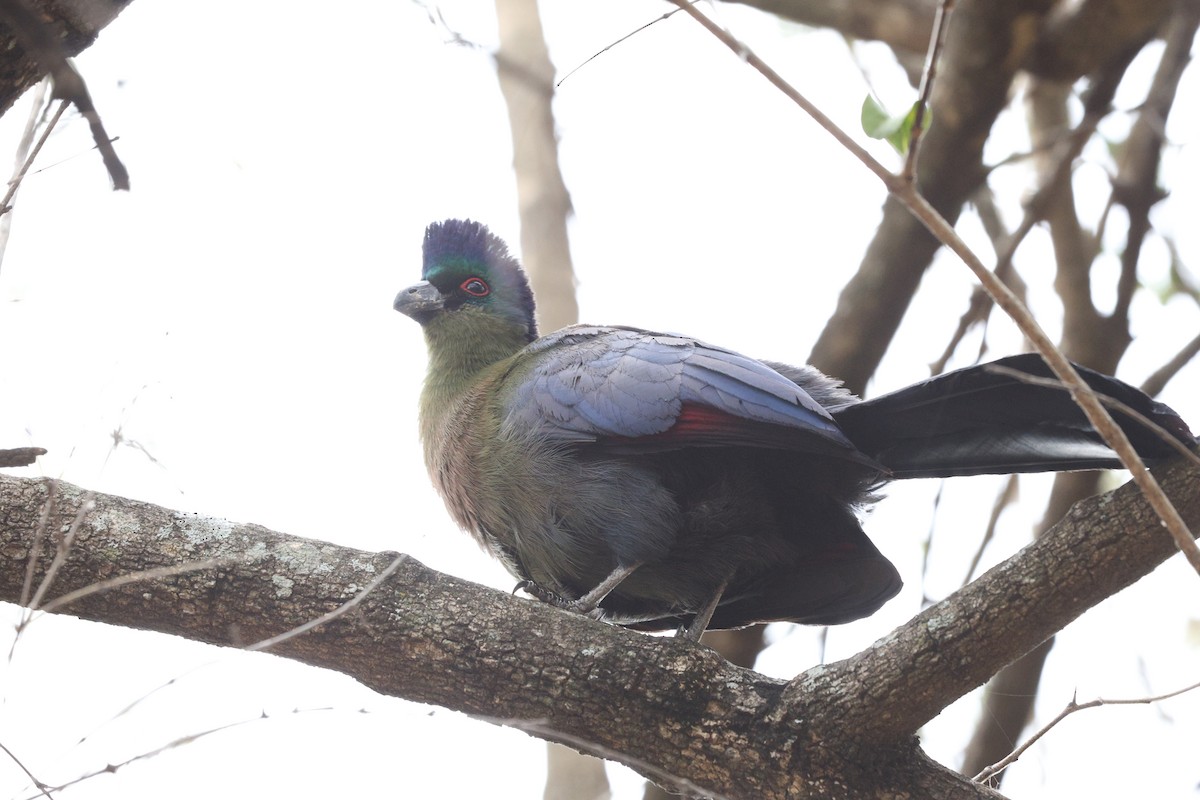 Purple-crested Turaco - ML642753843