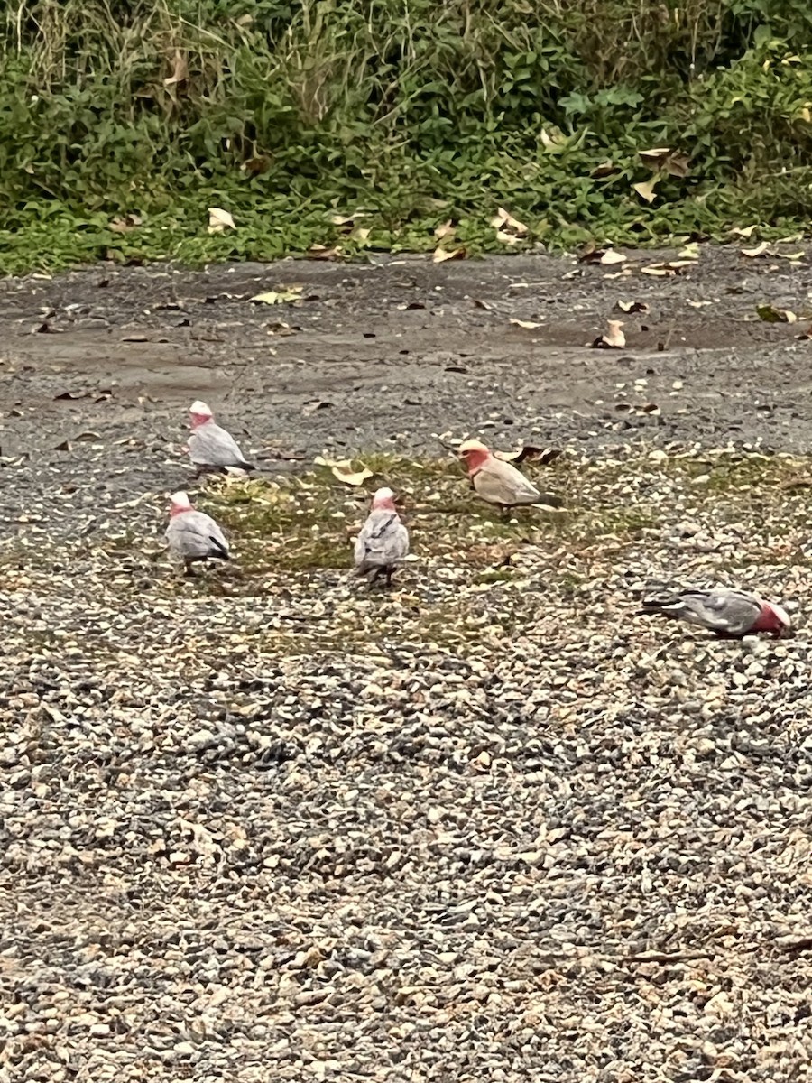 Galah - ML642753845