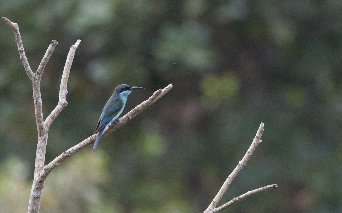 Blue-throated Bee-eater - ML642753847