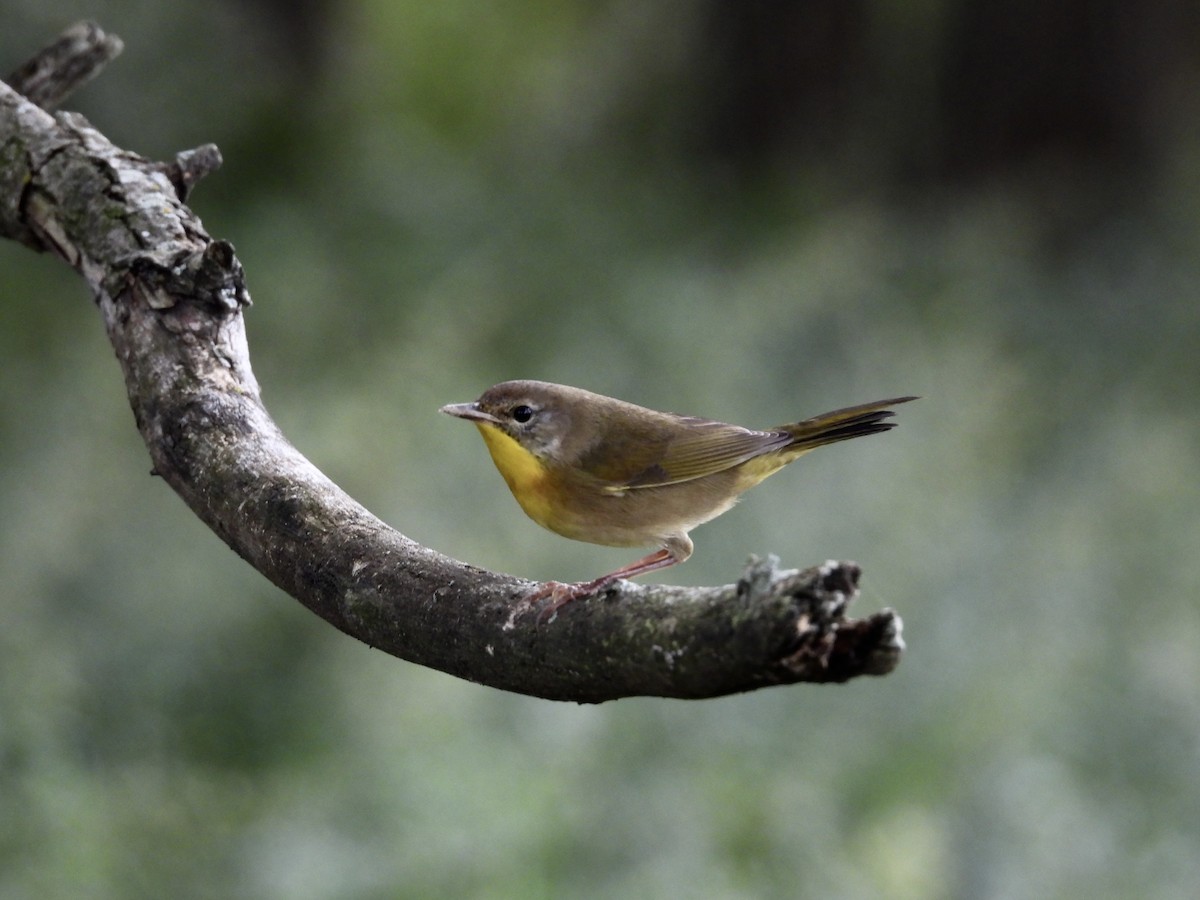 Common Yellowthroat - ML642753848