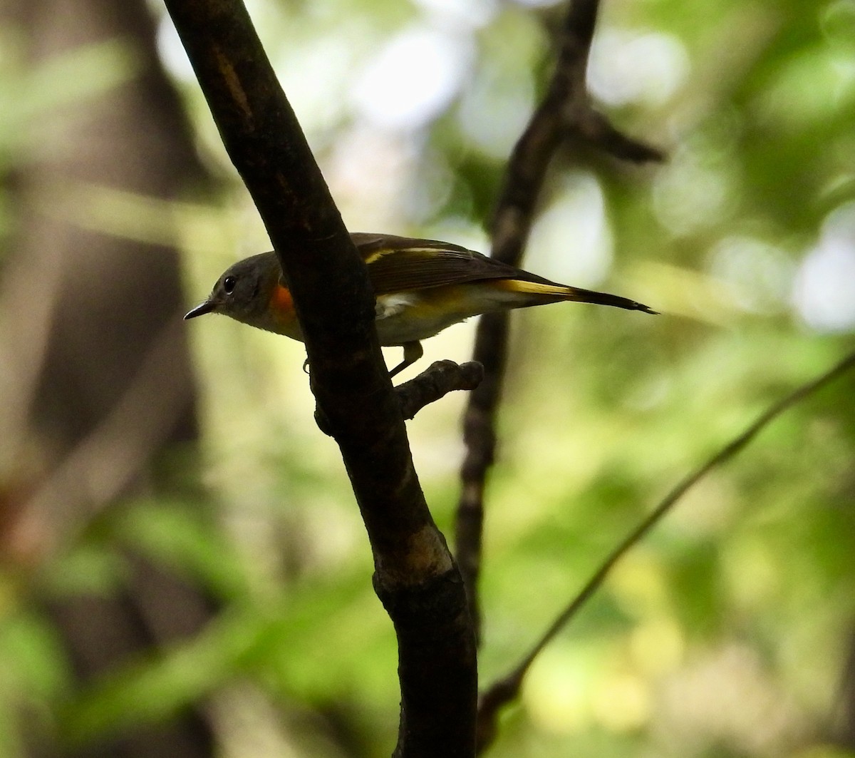 American Redstart - ML642753853