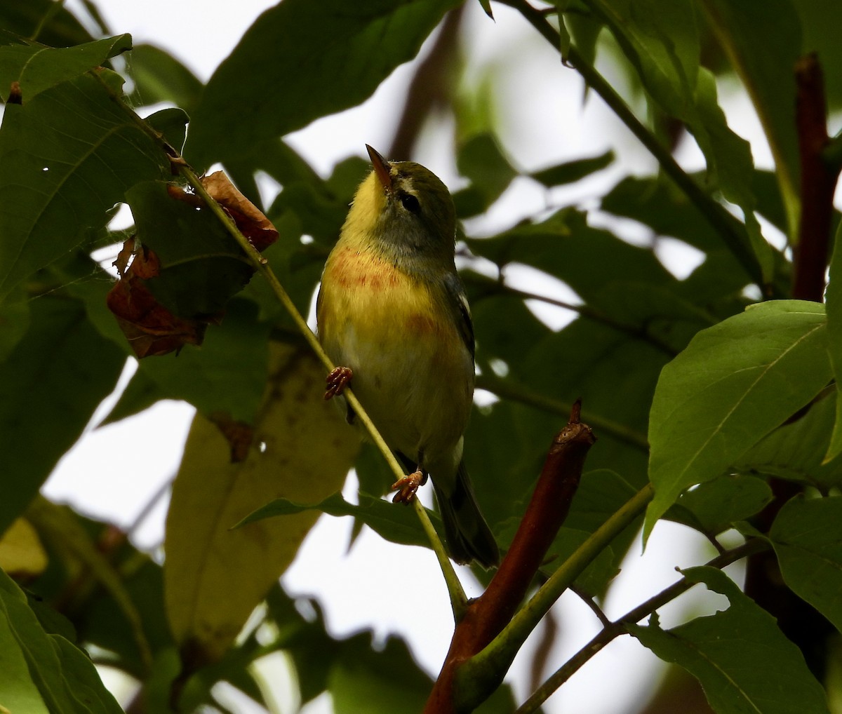 Northern Parula - ML642753857