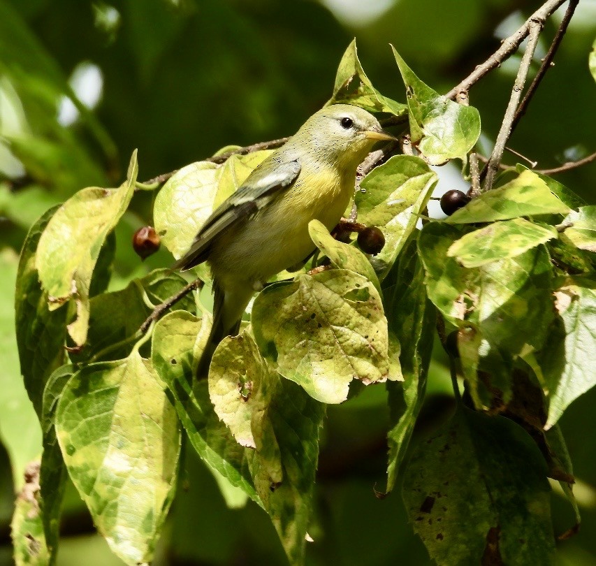 Northern Parula - ML642753859