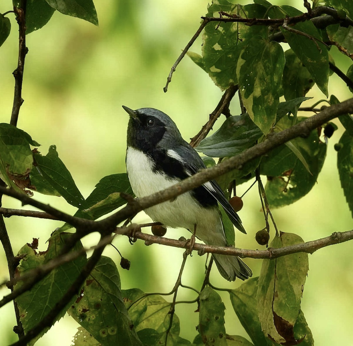 Black-throated Blue Warbler - ML642753862
