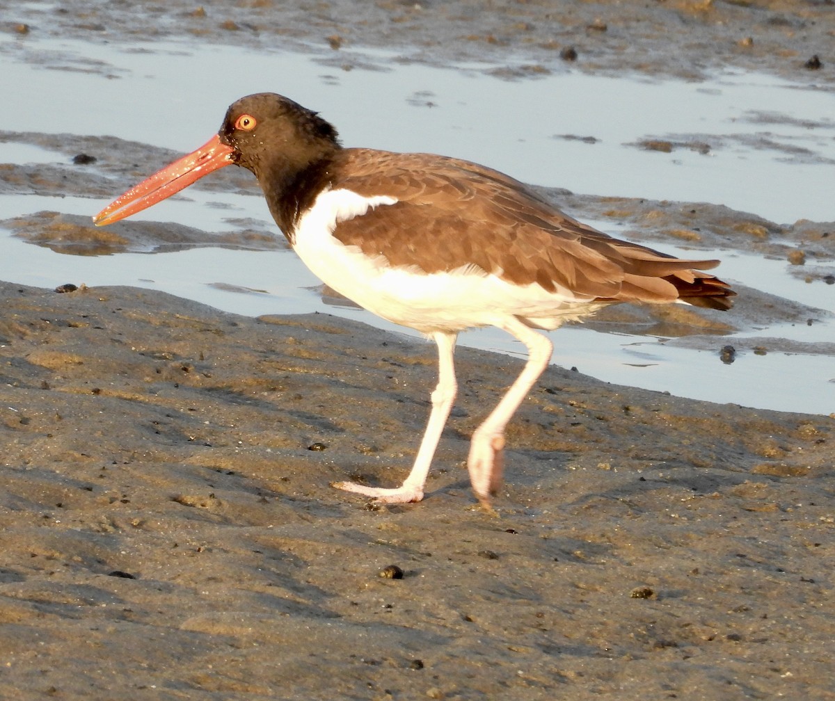 American Oystercatcher - ML642753885