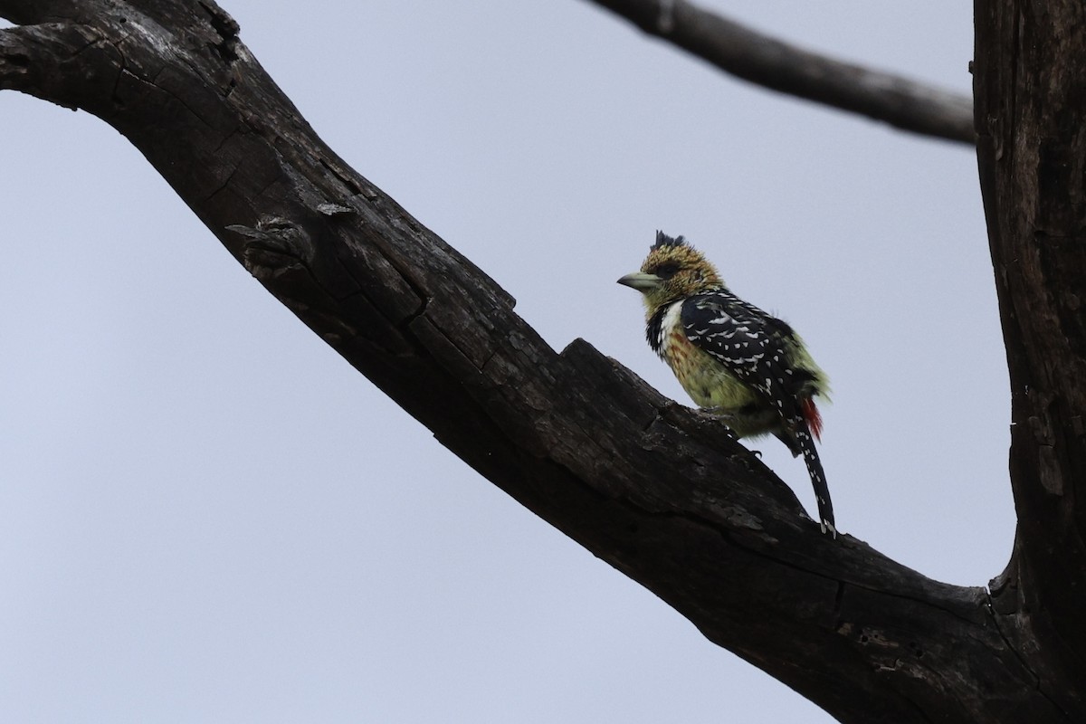 Crested Barbet - ML642753886