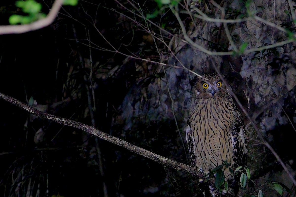 Tawny Fish-Owl - ML642753889