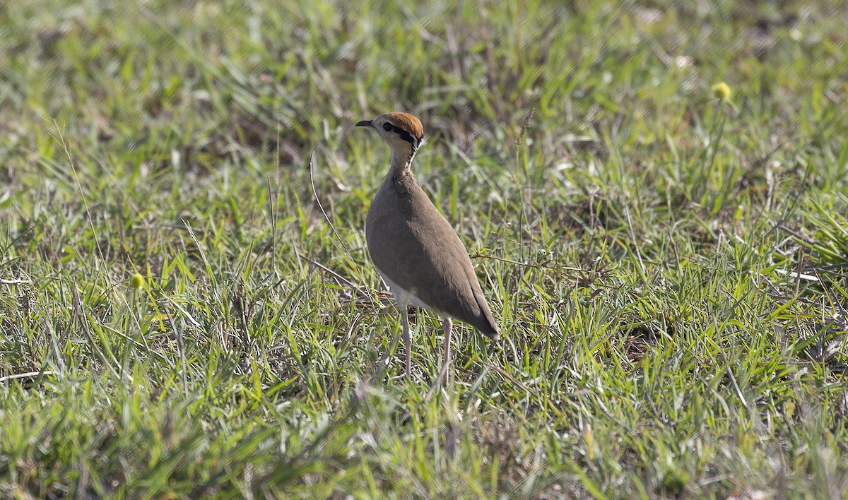 Temminckrennvogel - ML642753897