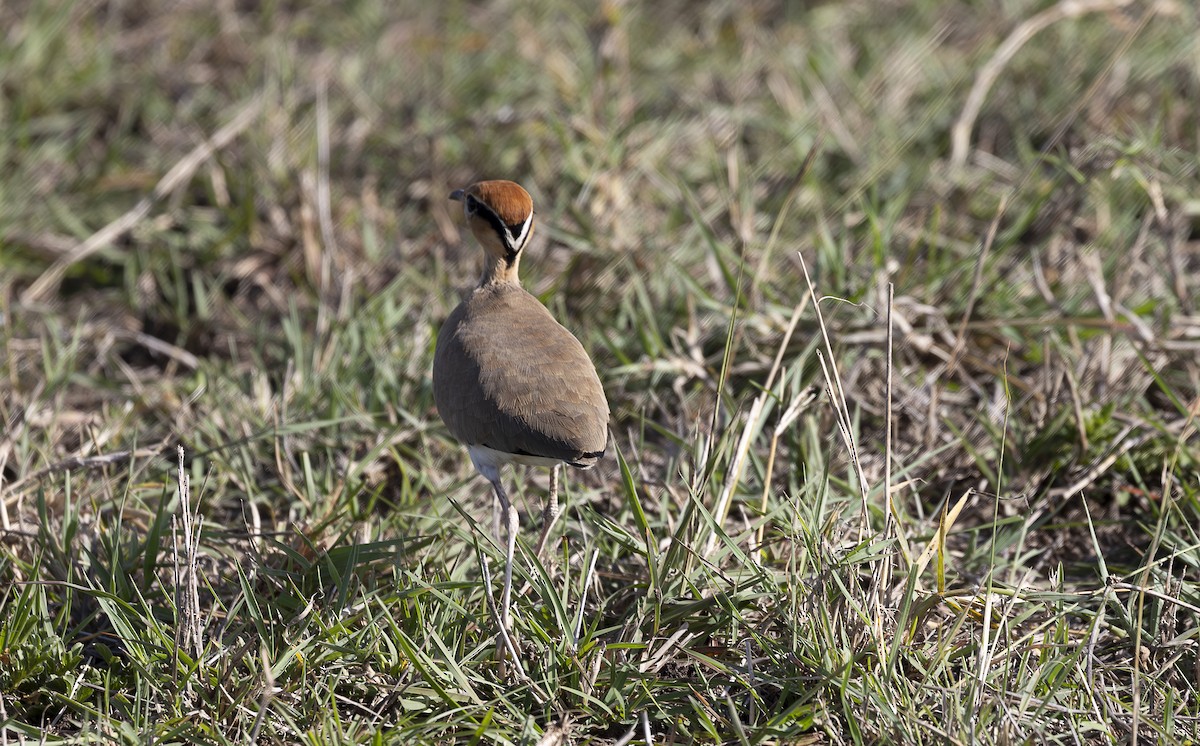 Temminckrennvogel - ML642753898