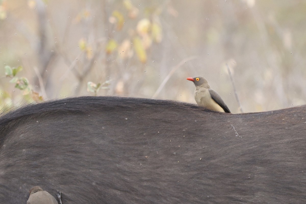 Red-billed Oxpecker - ML642753902