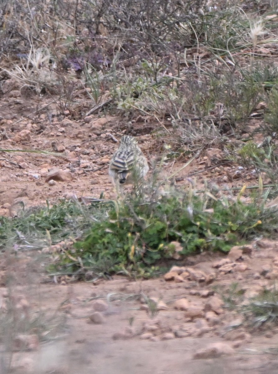 Australian Pipit - ML642753904