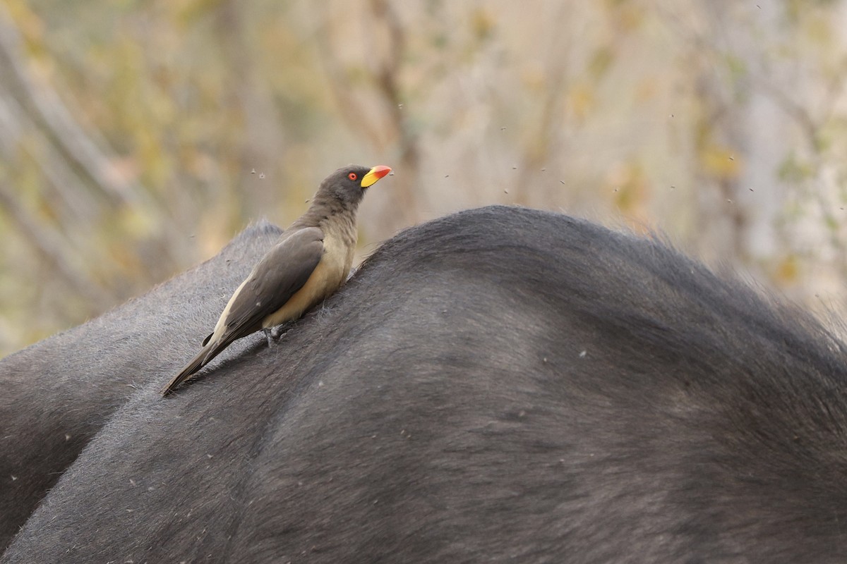 Yellow-billed Oxpecker - ML642753905