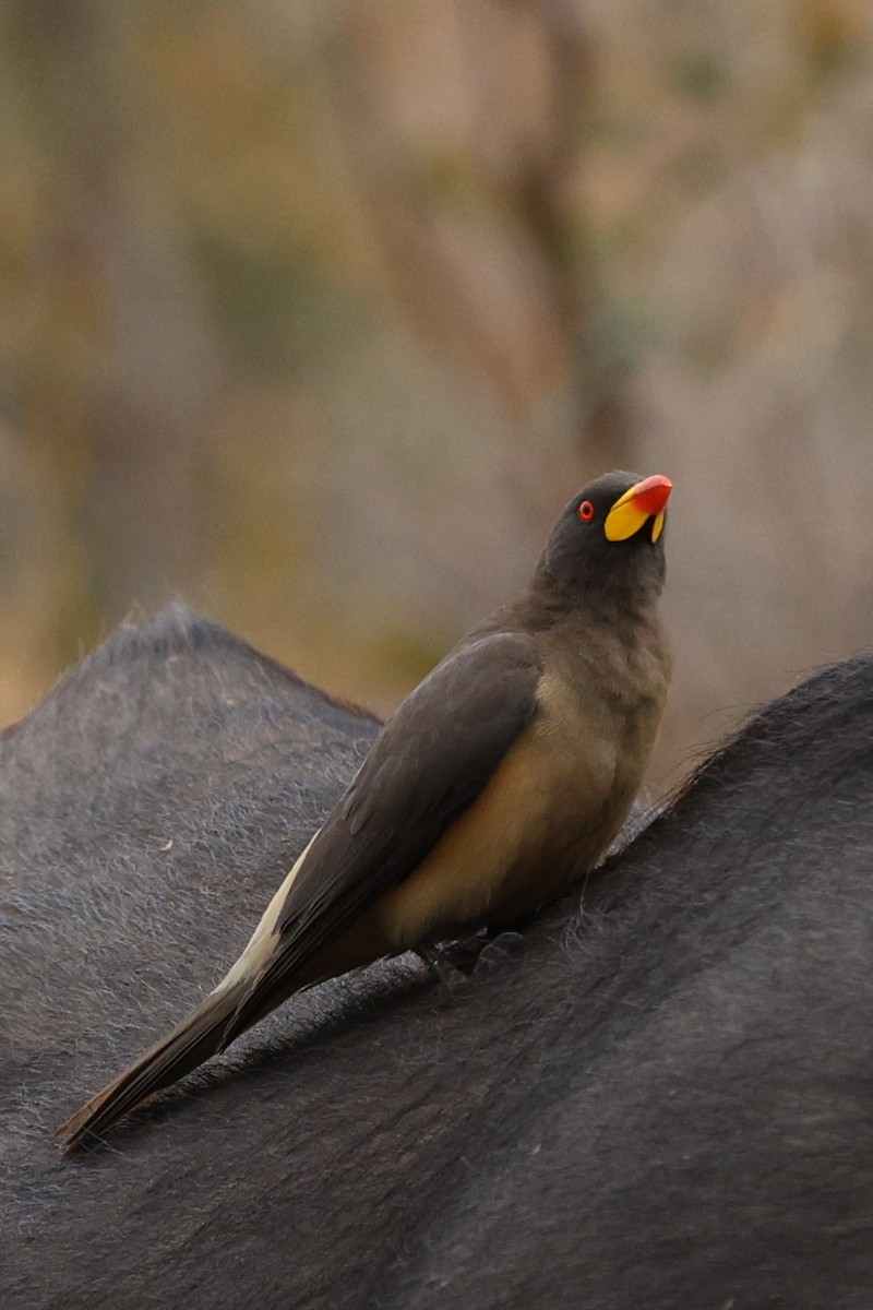 Yellow-billed Oxpecker - ML642753906