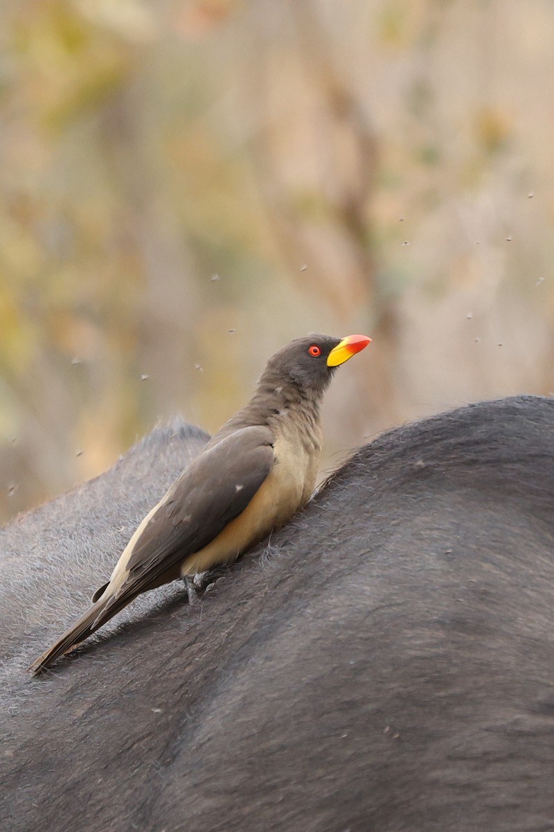 Yellow-billed Oxpecker - ML642753907