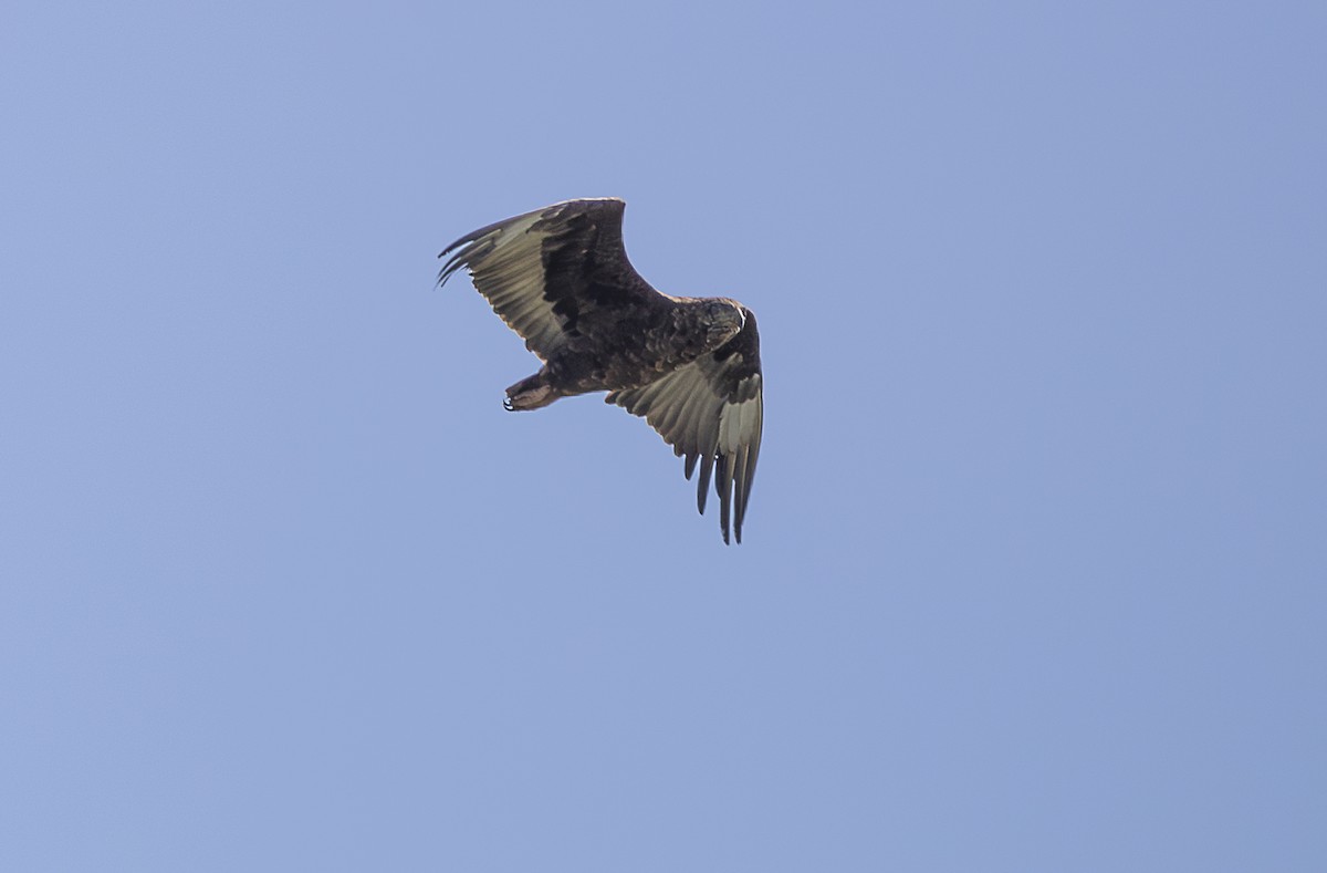 Bateleur - ML642753908