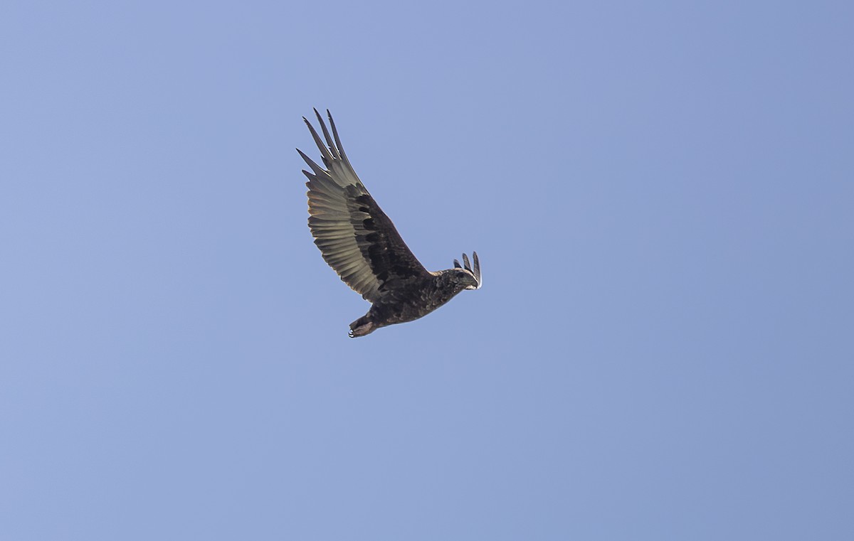 Bateleur - ML642753909