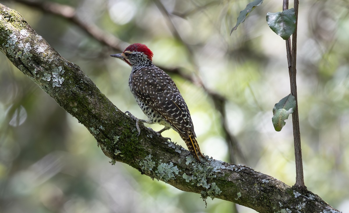 Nubian Woodpecker - ML642753918