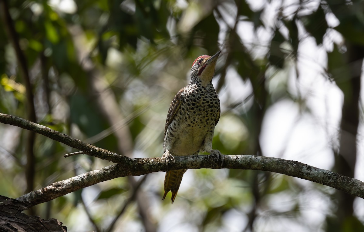 Nubian Woodpecker - ML642753919