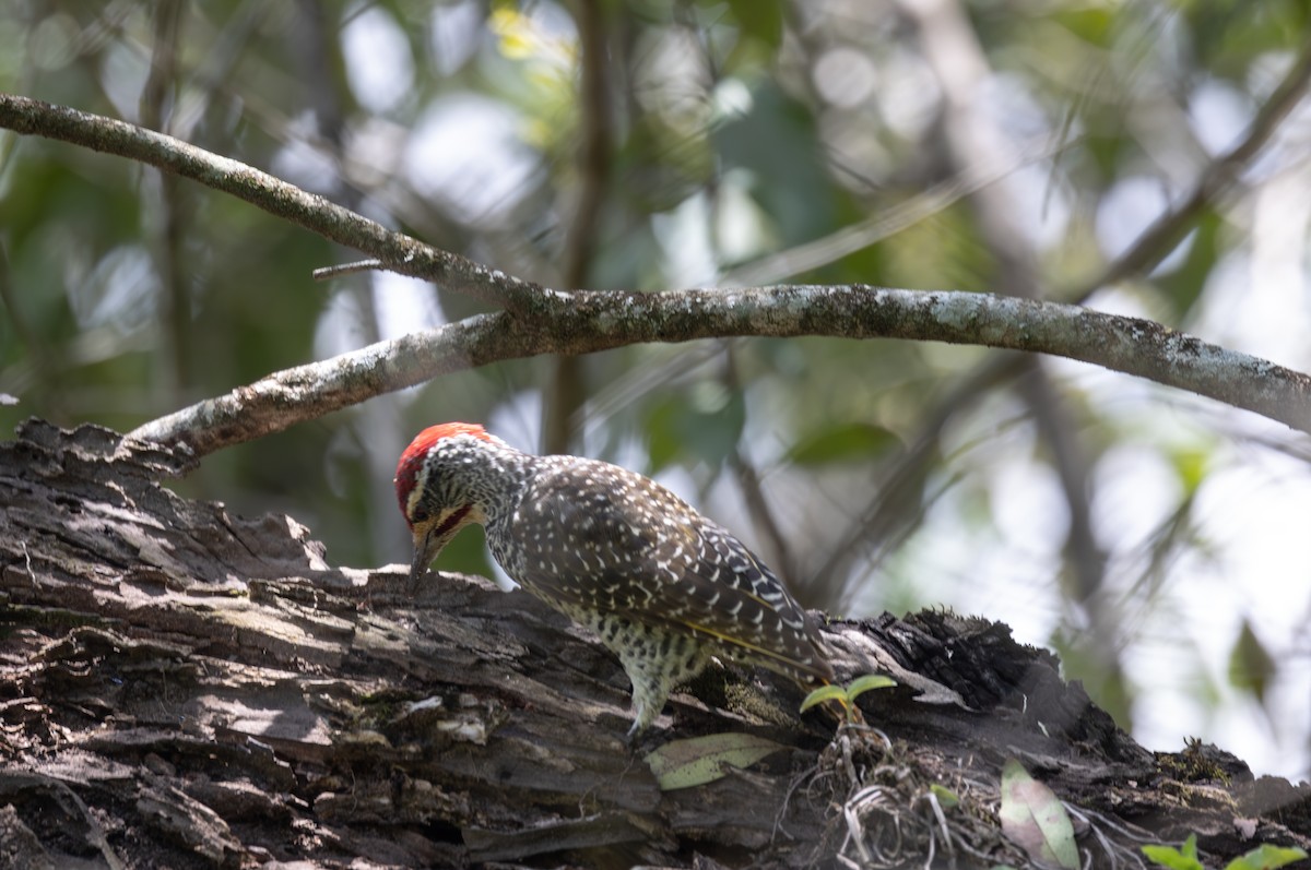 Nubian Woodpecker - ML642753920