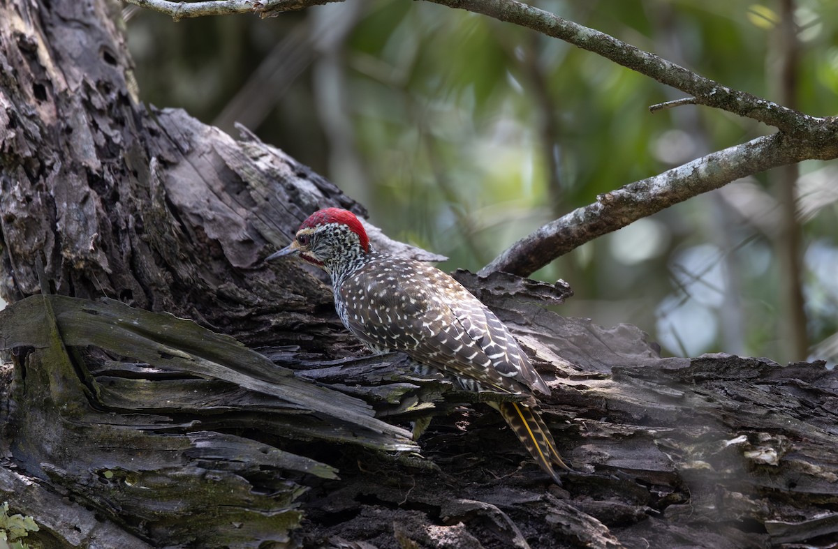 Nubian Woodpecker - ML642753921