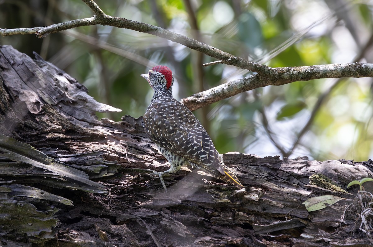 Nubian Woodpecker - ML642753922