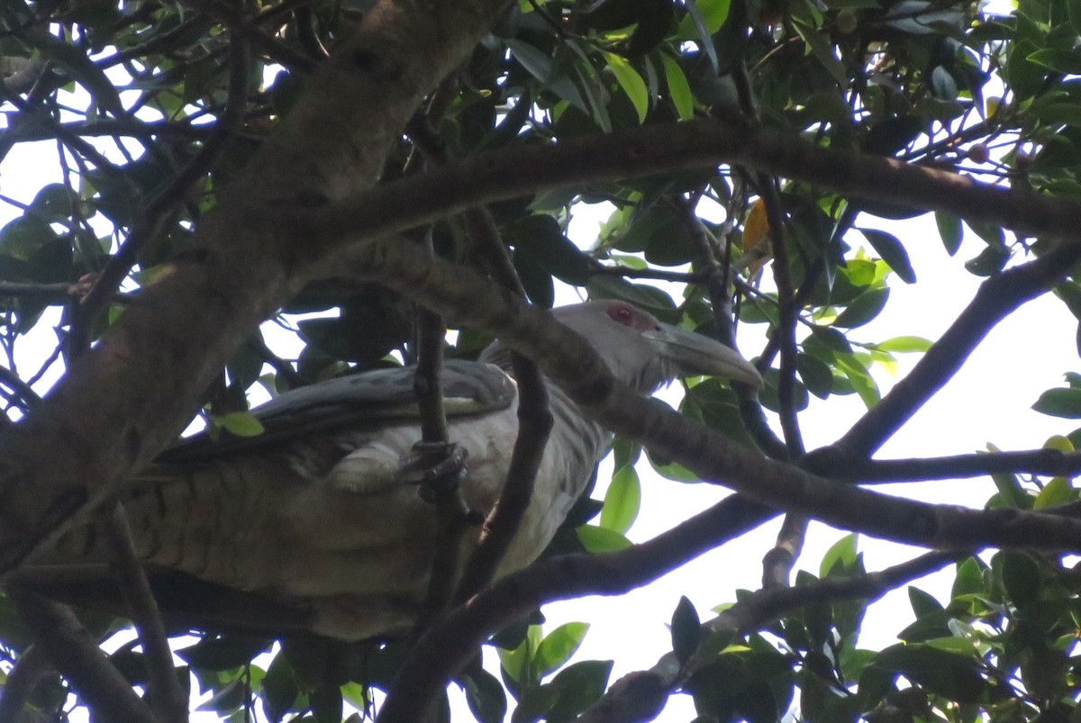 Channel-billed Cuckoo - ML642753924