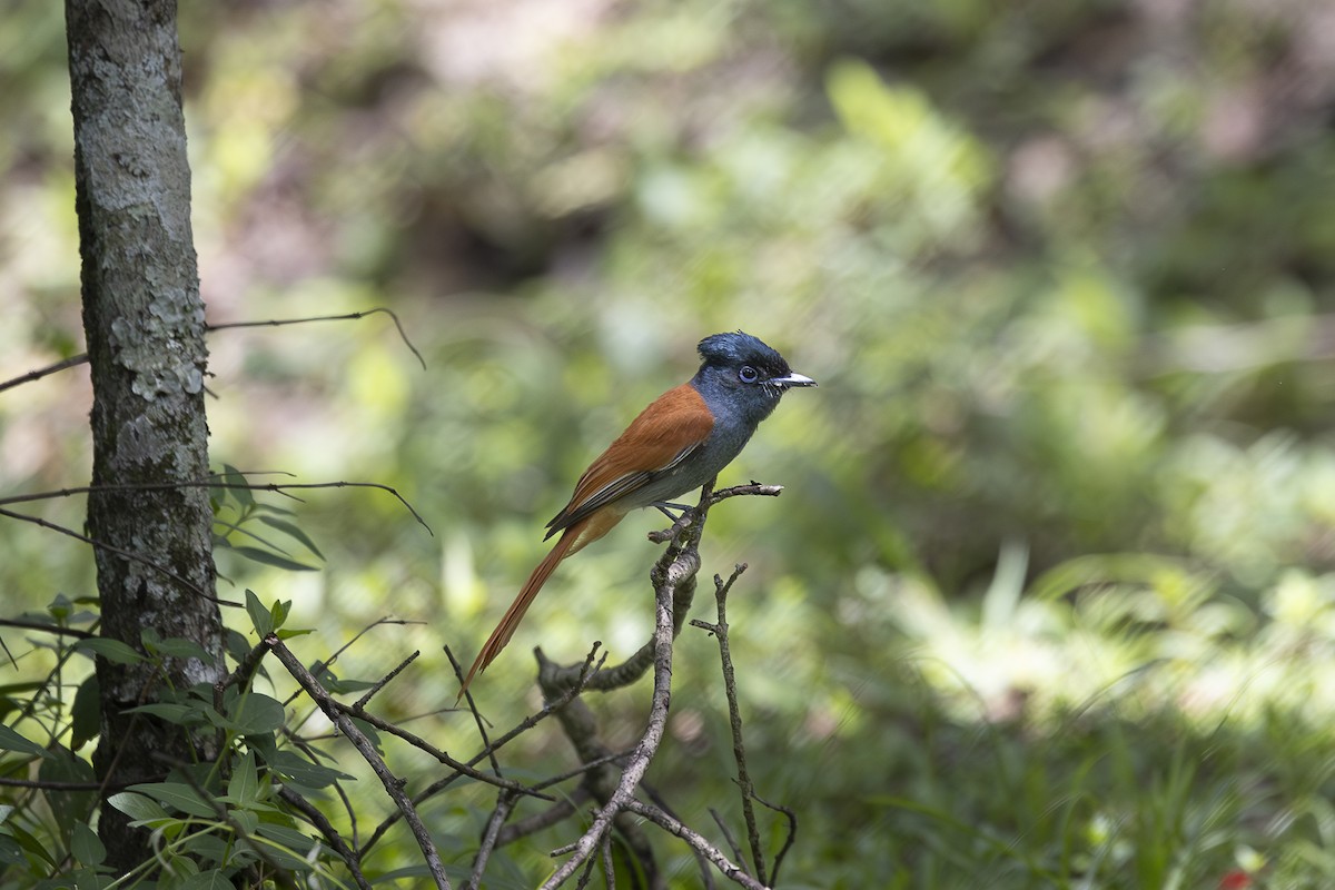 African Paradise-Flycatcher - ML642753925