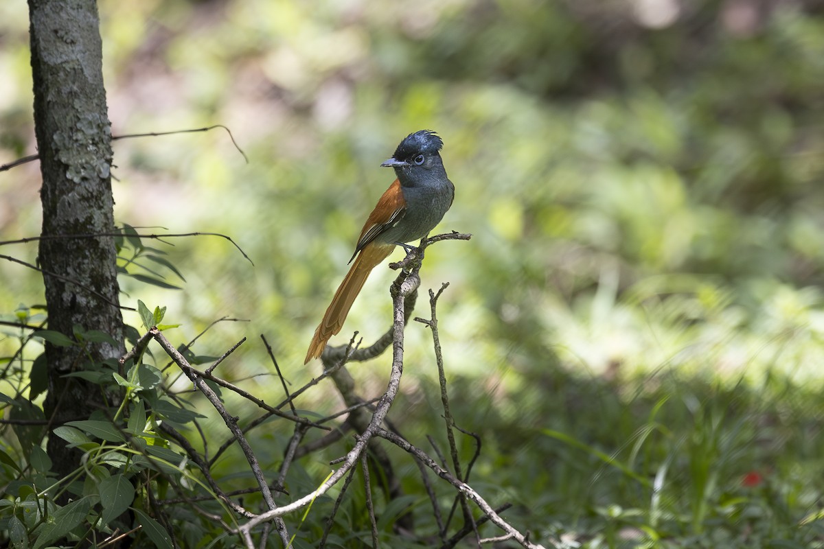 African Paradise-Flycatcher - ML642753926