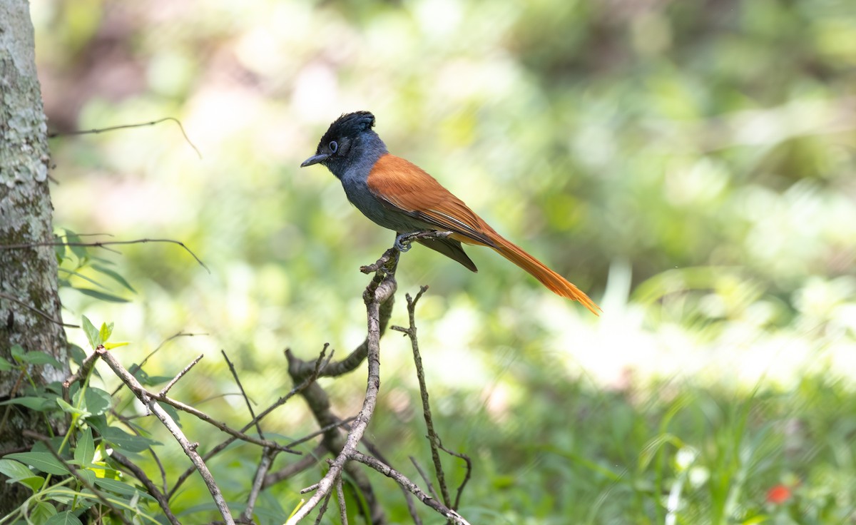 African Paradise-Flycatcher - ML642753927