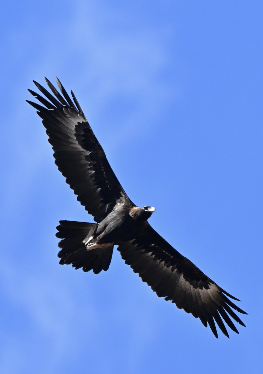 Wedge-tailed Eagle - ML642753930