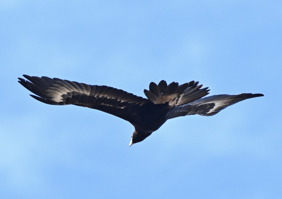 Wedge-tailed Eagle - ML642753932