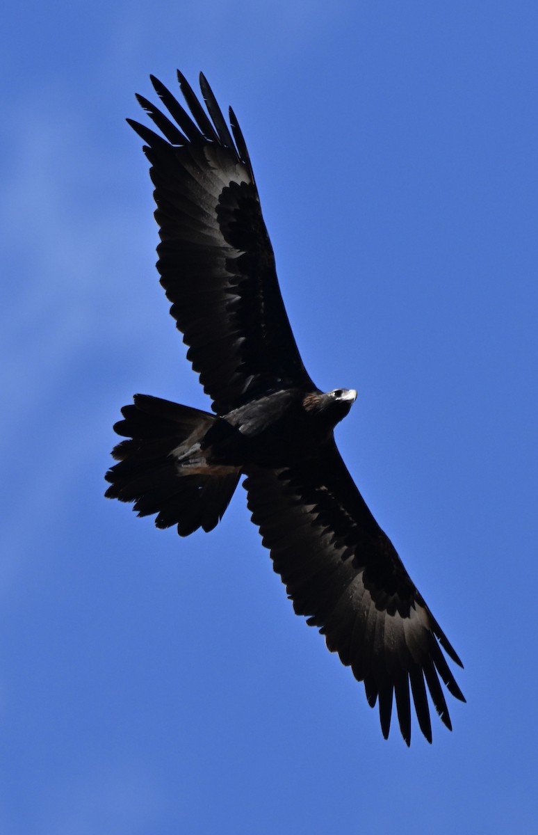 Wedge-tailed Eagle - ML642753938