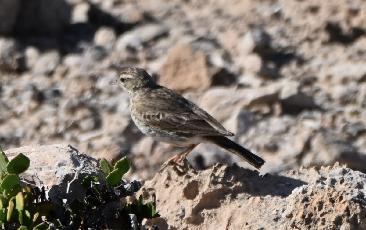 Australian Pipit - ML642753943
