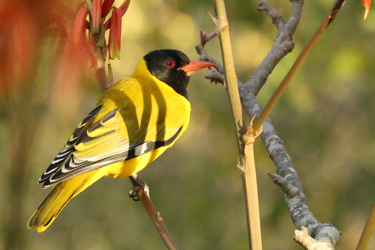 African Black-headed Oriole - ML642753948