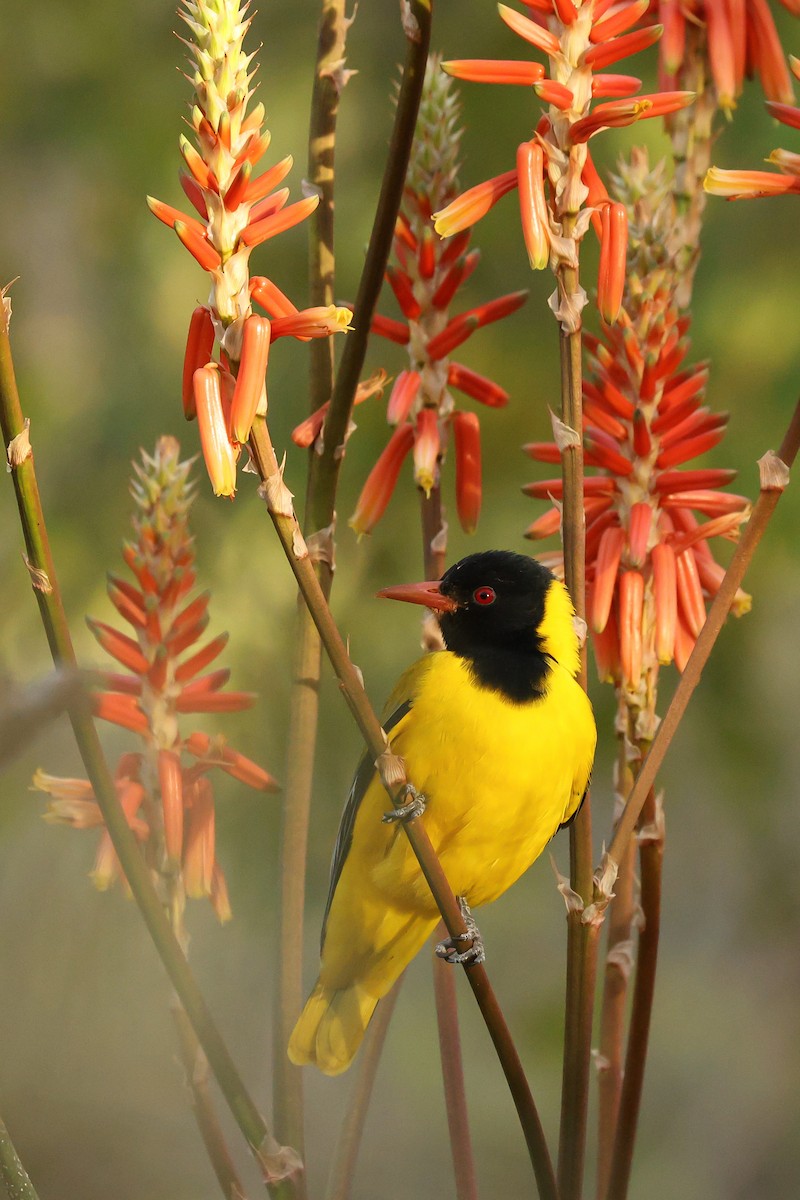African Black-headed Oriole - ML642753952