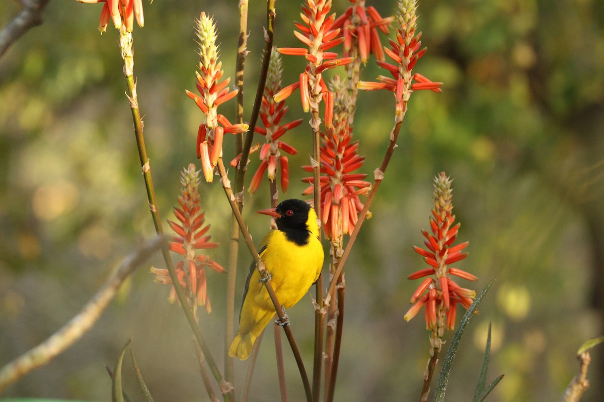 African Black-headed Oriole - ML642753953