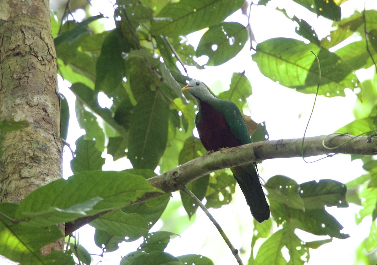 Wompoo Fruit-Dove - ML642753974