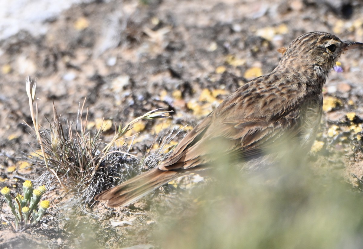 Australian Pipit - ML642753976