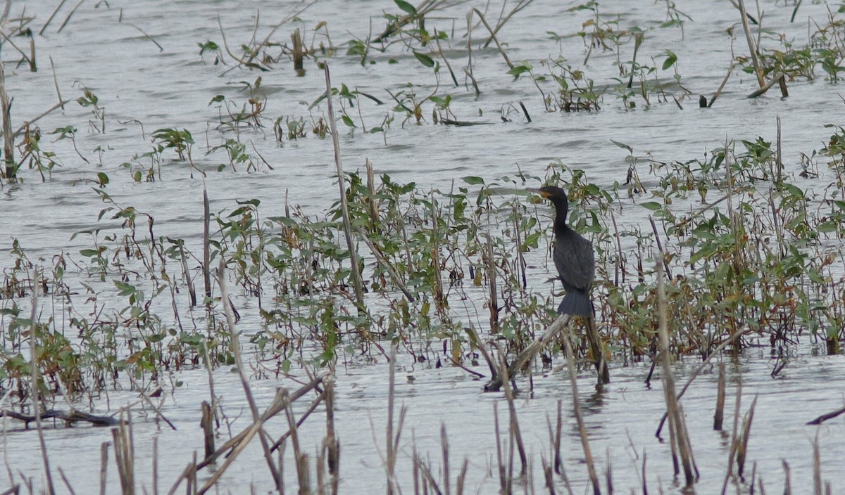 Neotropic Cormorant - ML642753985