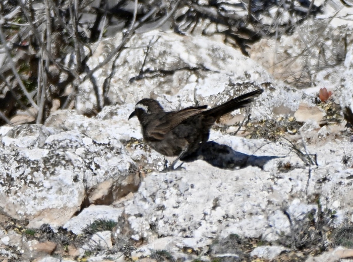 White-browed Babbler - ML642753990