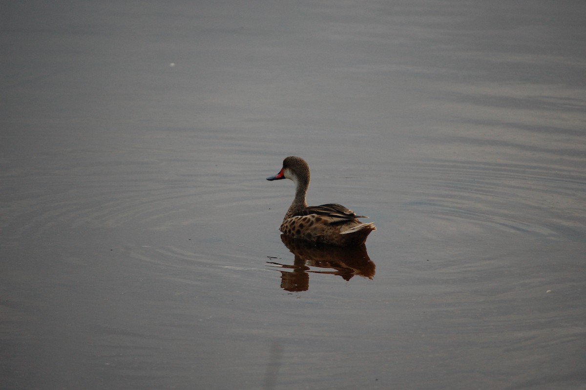 White-cheeked Pintail (Galapagos) - ML642753993