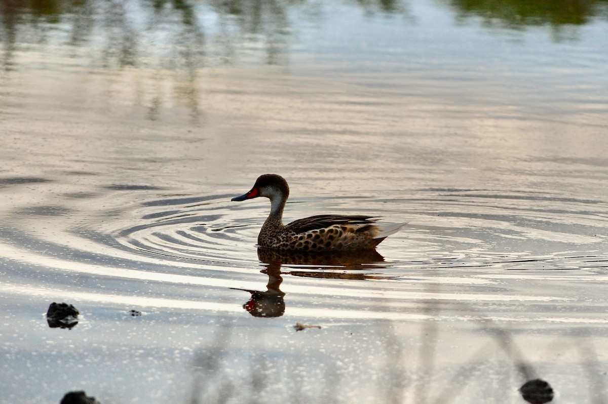 White-cheeked Pintail (Galapagos) - ML642753994
