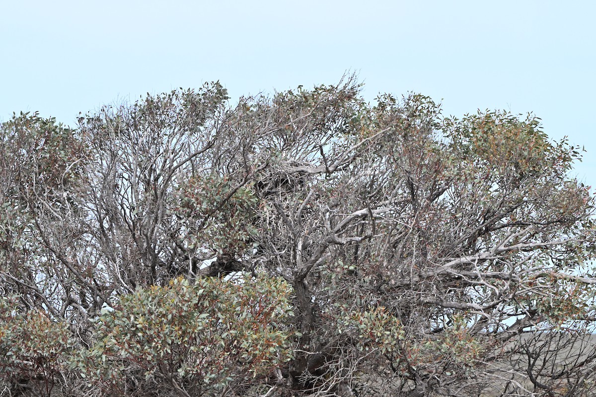Wedge-tailed Eagle - ML642753996