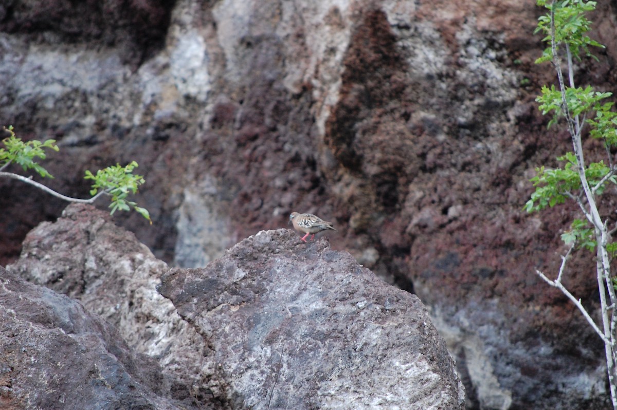 Galapagos Dove - ML642753997