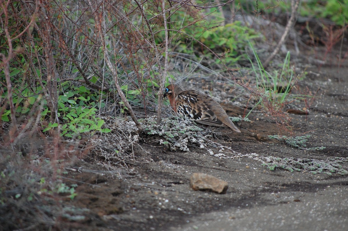 Galapagos Dove - ML642753998
