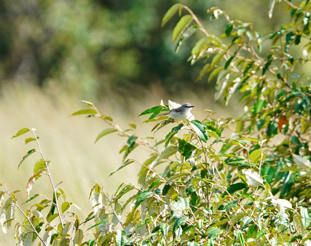Tawny-flanked Prinia - ML642753999