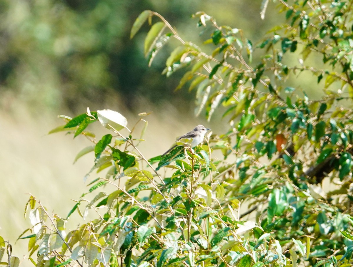 Tawny-flanked Prinia - ML642754000
