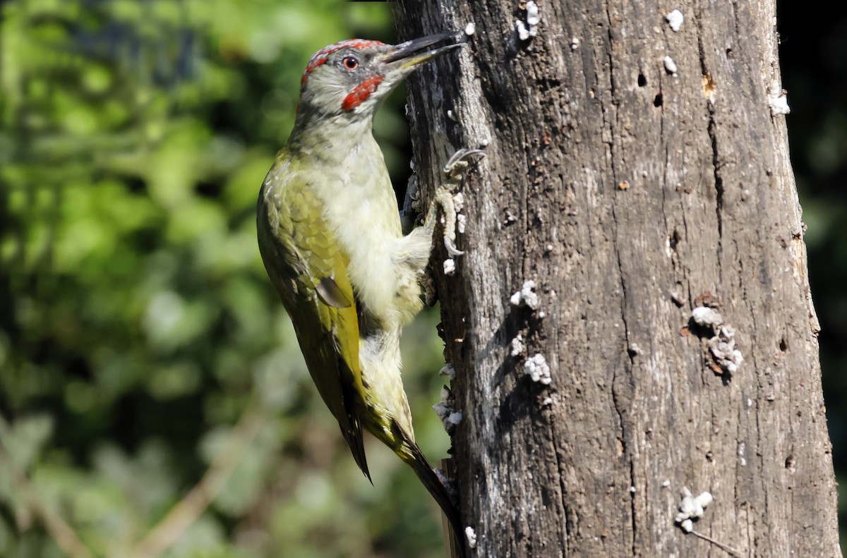 Iberian Green Woodpecker - ML642754001