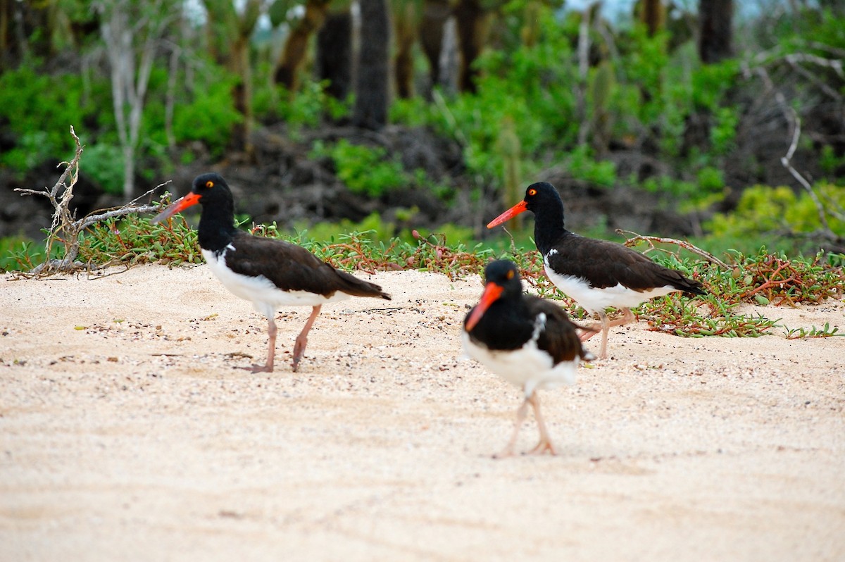American Oystercatcher - ML642754007