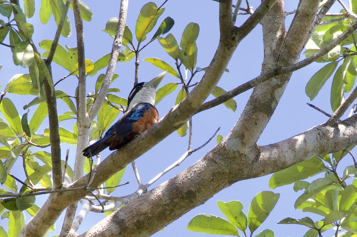 Rufous-bellied Kookaburra - ML642754009